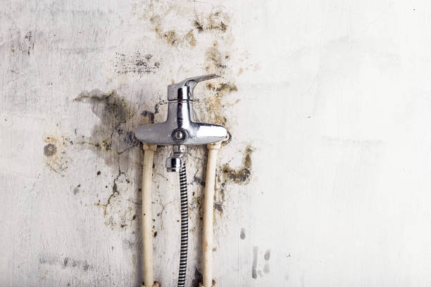 Best Mold Remediation for Specific Building Types in Flemington, NJ