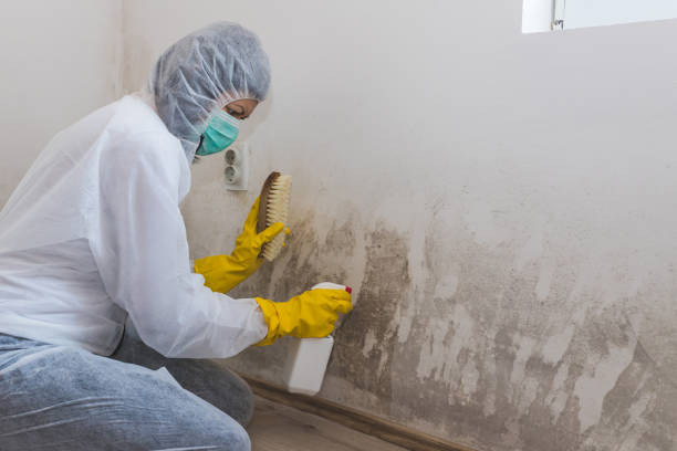 Best Attic Mold Remediation in Flemington, NJ