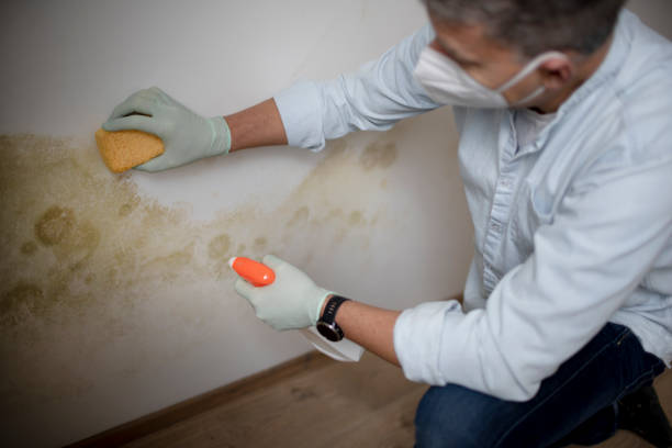 Professional Mold Remediation in Flemington, NJ