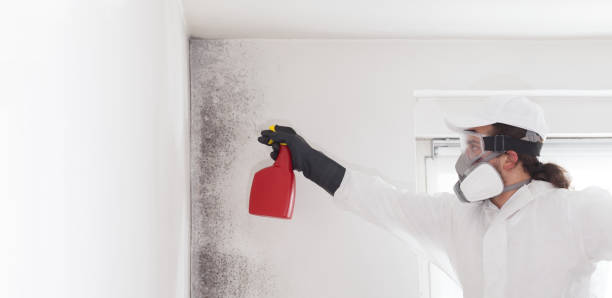 Best Bathroom Mold Remediation in Flemington, NJ