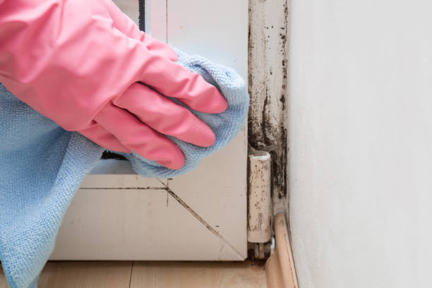 Best Basement Mold Remediation in Flemington, NJ
